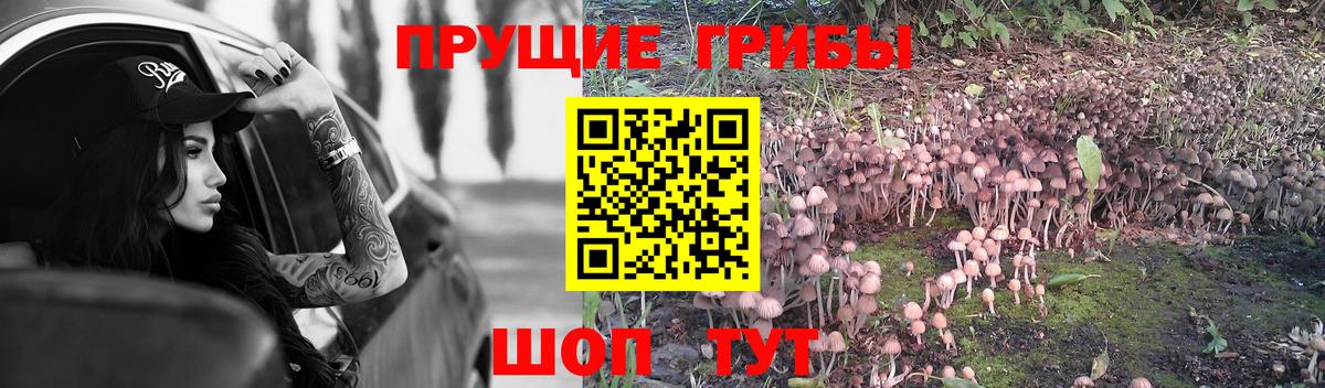 Галлюциногенные грибы Cubensis Бахчисарай